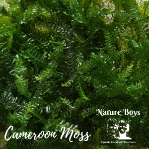 Cameroon Moss (Plagiochilaceae sp. 'Cameroon Moss)