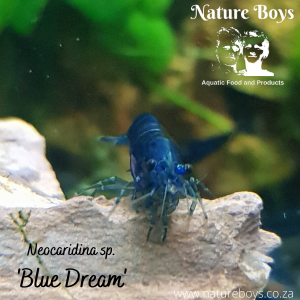 Neocaridina davidi 'Blue Dreams'