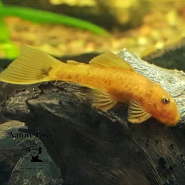 Red Ancistrus